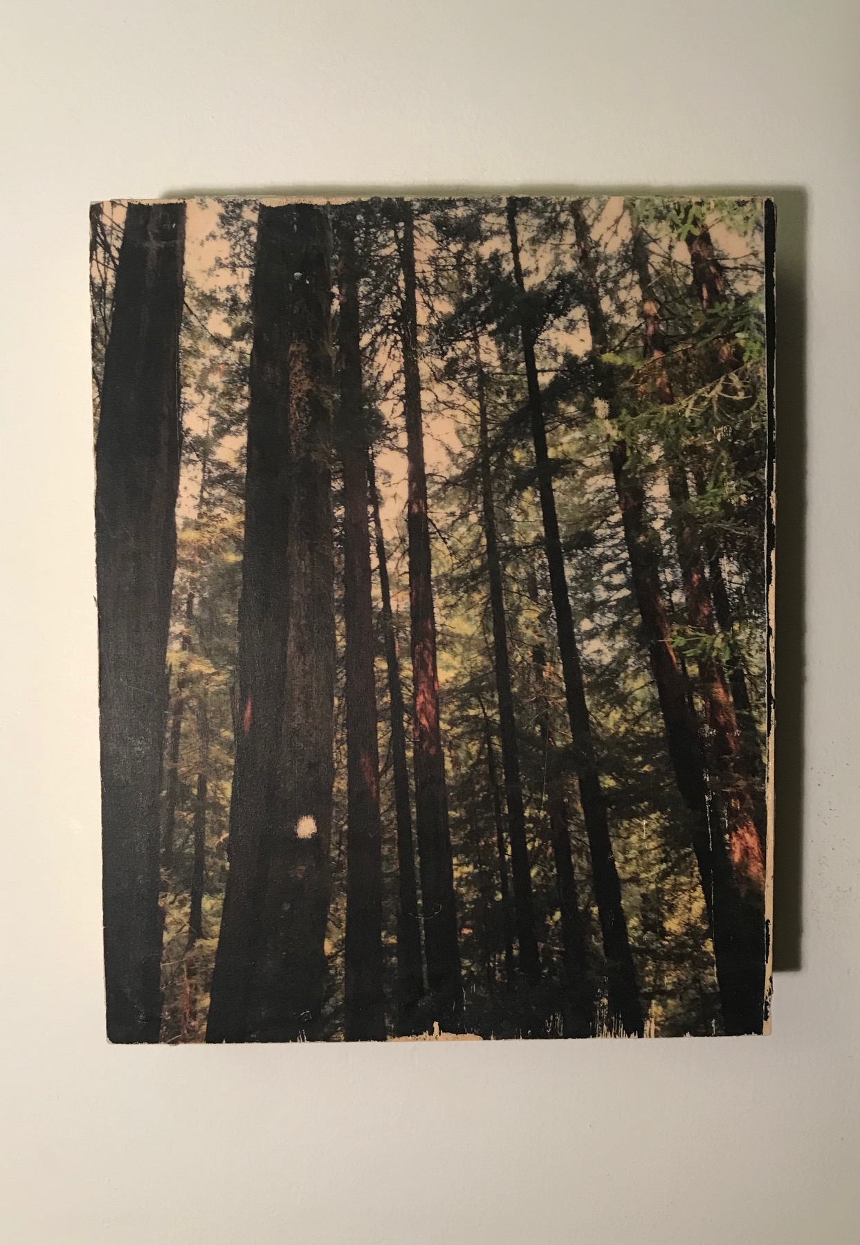 Redwoods, 2014
